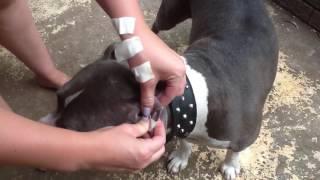 How to tape Amstaff ears using Elastoplast tape