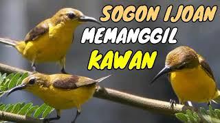 TERBUKTI AMPUH!! suara pancingan  sogon ijoan memanggil teman