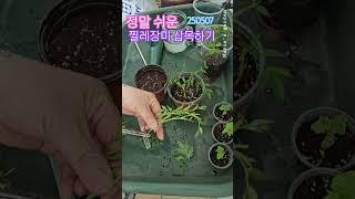 정말 쉬운 찔레장미 삽목하기 # 찔레장미 #장미삽목#삽목 #장미 ·