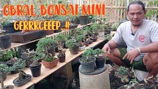 obral bonsai terkini