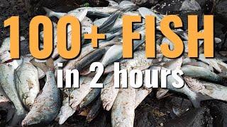 100+ Fish CAUGHT in 2 HOURS Part 1 of 2