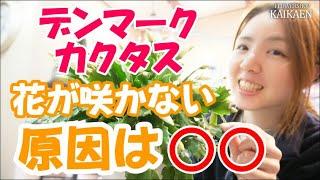 デンマークカクタス　蕾が咲かない　原因　室内に入れて　注意点　花が終わったら　どうするか【おうちでガーデニング】開花園チャンネル