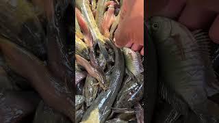 Very nicely native fish in bill #fishing #fishvideo #shorts