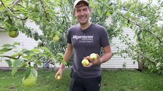 Tasting and Comparing All The Pear Varieties I'm Growing