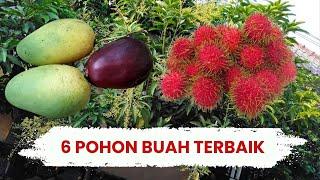 6 Tanaman Buah Terbaik di Pekarangan Rumah