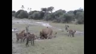 Three young male lions vs hyenas