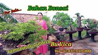 Di jual... Bahan Bonsai Asem Jawa dll Bu Vica Wa +62 831-3169-0888