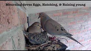 From empty to fledgling | Time-lapse video | Mourning doves!