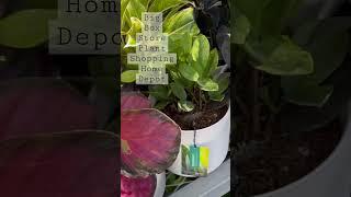 Big box store plant shopping Home Depot Costa Farms restock