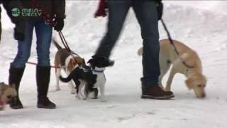 Hundeschule - Lebenslanges Lernen für Hund und Herrchen