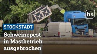 Schweinepest in Mastbetrieb in Stockstadt ausgebrochen | hessenschau