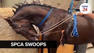 WATCH | SPCA staff attacked at 'dirty' Cape Town home used to 'torture' and illegally train horses