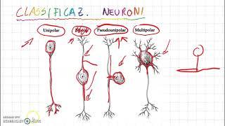 Classificazione morfologica e funzionale dei neuroni