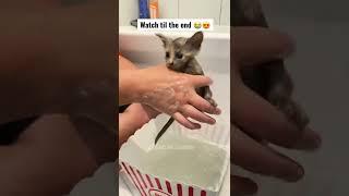 We rescued this kitten just in time… #shorts tiktok KaylaAndSamantha