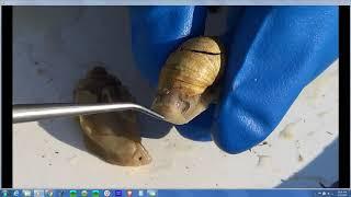 Gastropod Dissection