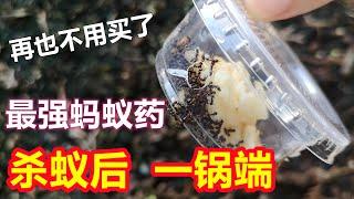BEST way to get rid of Ants, SO simple！