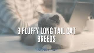 3 FLUFFY LONG TAIL CAT BREEDS