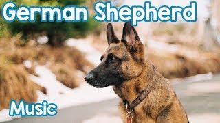 Relaxing Music for German Shepherds! Relax Your Dog!