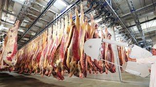 Million Dollar Cattle Slaughter & Beef Processing Plant - High Quality Cow Farming Method & Process