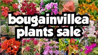 Bougainvillea plants sale||sera's gardens||06-03-25