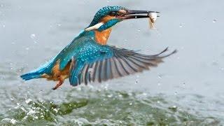 Amazing! Photographer's two year quest to capture perfect kingfisher