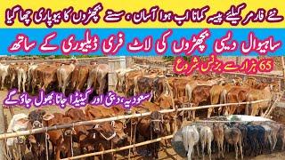 Great Offer !Vacha Farming Business in Pakistan | Business Ideas -How to Start Business -Bilal Farm