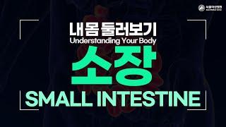 Small Intestine [Understanding Your Body]