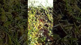 Капель #загородныйдом #дачнаяжизнь #весназагородом #капель