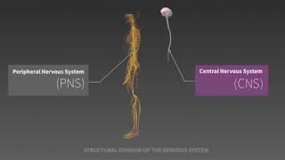 Funciones del SISTEMA NERVIOSO