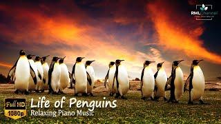 Life of Penguins in UHD - Piano Music Sleep Music Meditation Music Relaxing Music Healing Music