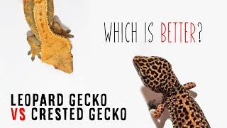 Leopard Gecko vs Crested Gecko | Which Is The Best Beginner Reptile?