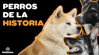 7 PERROS MÁS FAMOSOS DE LA HISTORIA (PARTE I)