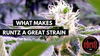 What Makes Runtz A Great Strain? Head Breeder at Elev8 Seeds Explains!