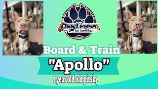 Best Pitsky Trainer in Scranton ||| OLK9 Lehigh Valley ||| 2 Year Old Pitsky, Apollo