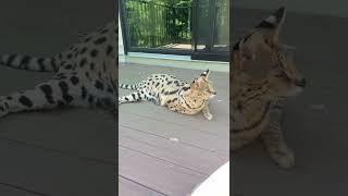 Outdoor adventures with Chloe the Serval