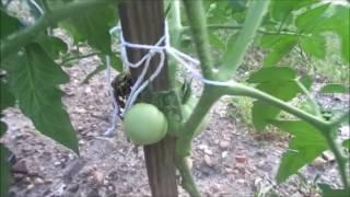 Correct Way to TIE Tomatoes