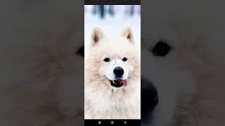 Video Wallpaper Maker Device By Xiaomi Or Oppo Cph2481(4)
