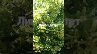 цветение липы 2022