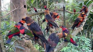 Kandang burung yang menakjubkan, Burung disini seperti di alam bebas