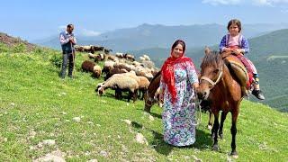 Nomad Expedition: Sheep's Journey To The Untamed And Lush Mountains