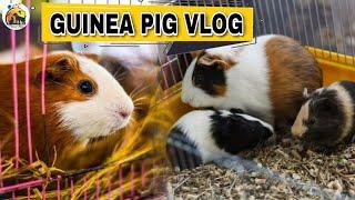 Guinea Pig Vlog : Checking all Guinea Pig Pregnancy || Planet Blue Anand
