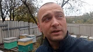 Закормка пчел в зиму. Когда можно кормить пчел.
