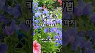 에키움(불가레)키우는방법 #옥상 #정원 #에키움불가레 #꽃