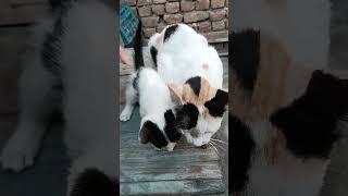 Mama CAT not Accepted his baby Why?