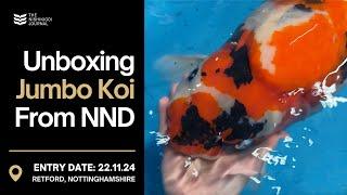 Massive Koi Unboxed: 7-Month Jumbo Tosai and 83cm Sanke! | The Nishikigoi Journal | EP #063