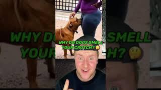 WHY DO DOGS SMELL YOUR CROTCH? 