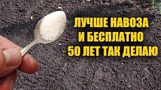 1 Ложка на Ведро Воды и Земля Как Новая! Пролейте этим землю для обильного урожая всего!