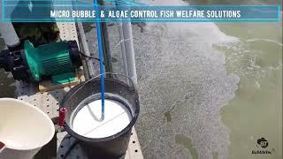 Fish Welfare Solutions Eco-Friendly Algae Control