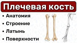 Плечевая кость: строение, поверхности, латынь / Анатомия, остеология