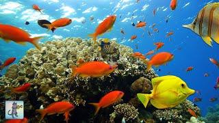 3 HOURS of Beautiful Coral Reef Fish   Relaxing Aquarium Music & Ocean Fish